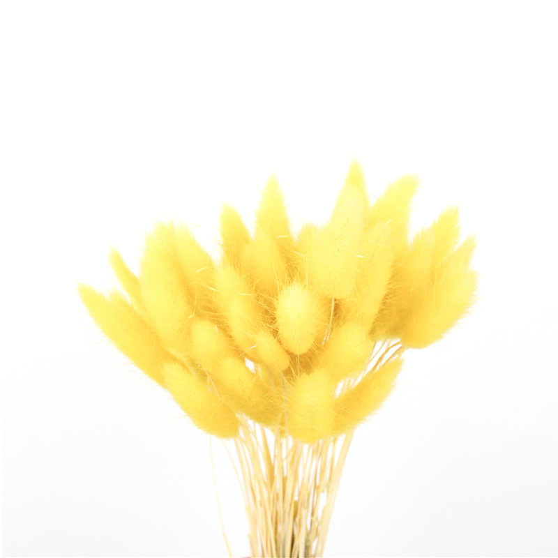 100% Natural Dried Rabbit Tail Grass , Pretty Dried Flowers Keep Freshness