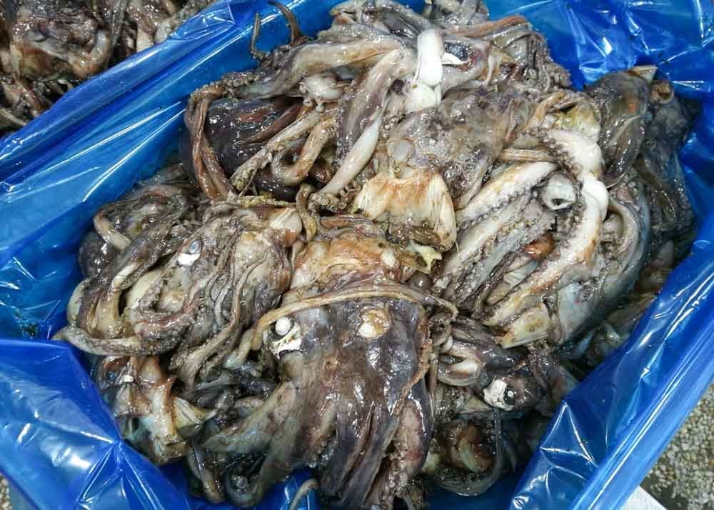 3-008 Equator Squid Tentacles Whole Neck On Chinese Ocean Vessels