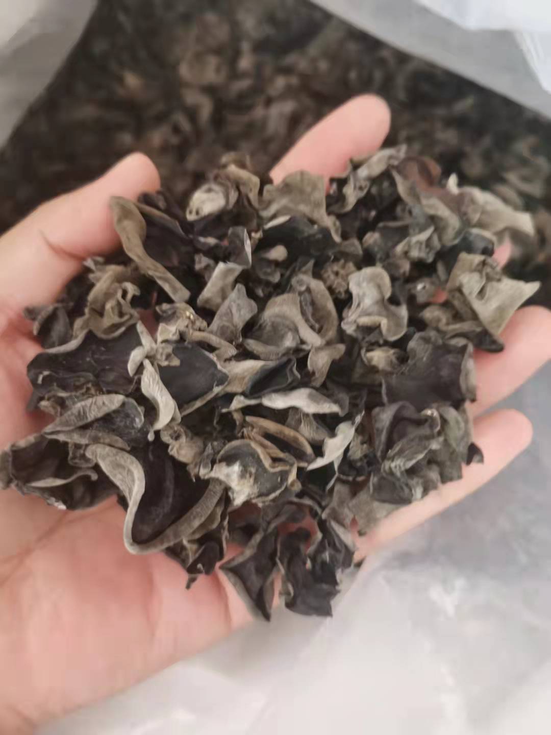 Cool Dried Storage Type Organic Dried Black Fungus Bulk 4-5CM from India and Morocco