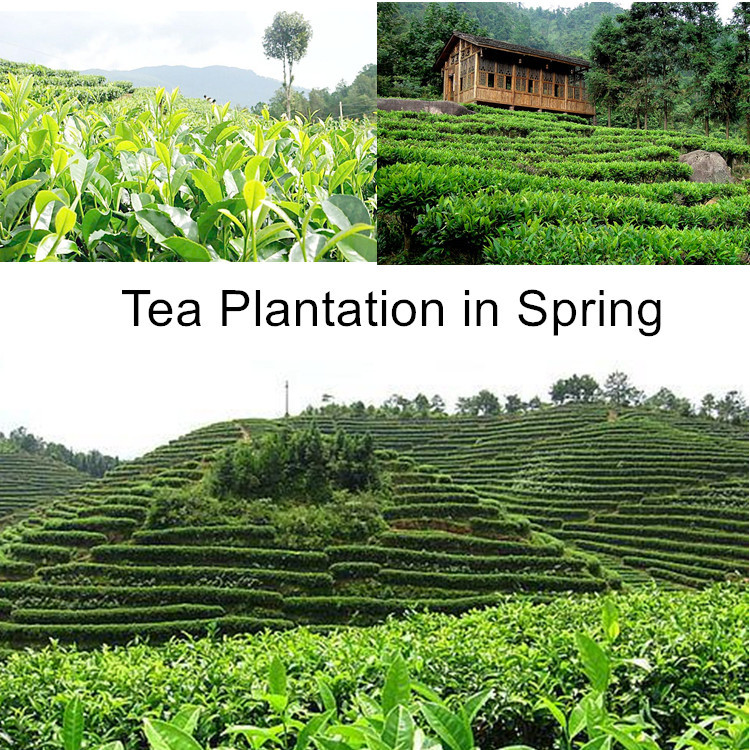 Luzhou-scented snow green tea