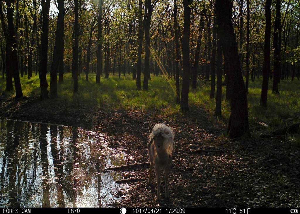 16MP Hunting Deer Cam Scouting Camera Monitor For Wildlife Observation