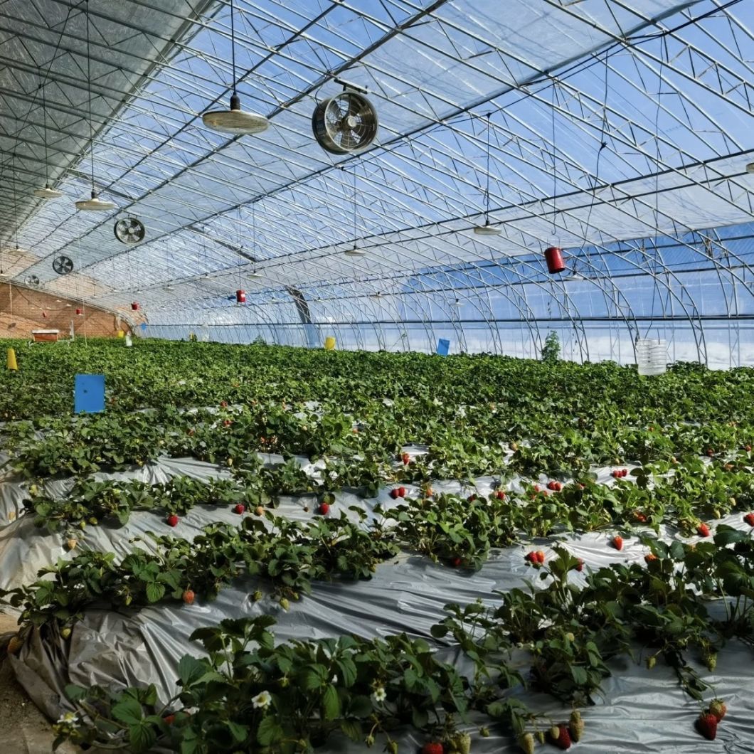 Hydroponics Sunlight Greenhouse