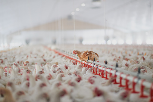 609-386-0 EINECS No. MCP Calcium Hydrogen Phosphate A Must-Have for Aquaculture Animals
