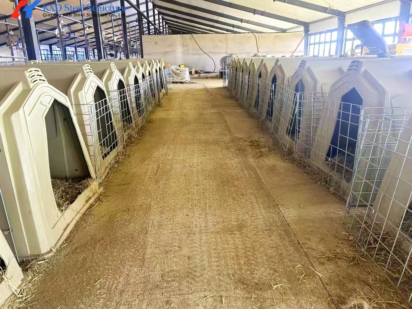 Easy Assembly Cattle Sheds Steel Structure Cow Farming Shed Weather Resistant