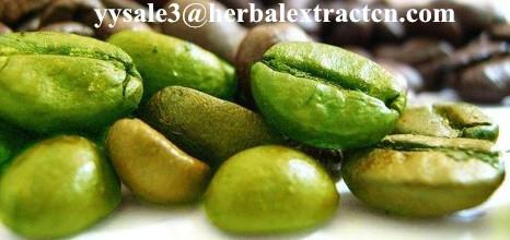 Green Coffee Bean Extract Chlorogenic acid 10%-50% Yellow Brown fine powder,
