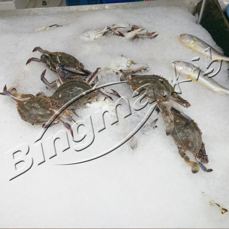 Hot Sales Products Freshwater Flake Ice Making Machine and transparent