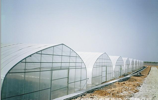Single Span Steel Frame Tunnel  Greenhouse With Plastic Covering 3