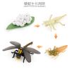 Buy cheap Plastic Anatomy Skull Model Toy Educational Collectible Display For Kids from wholesalers