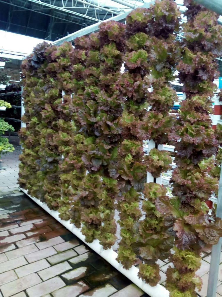 Commercial Hydroponics Nft Strawberry And Flower Vertical Growing System Zipgrow Tower