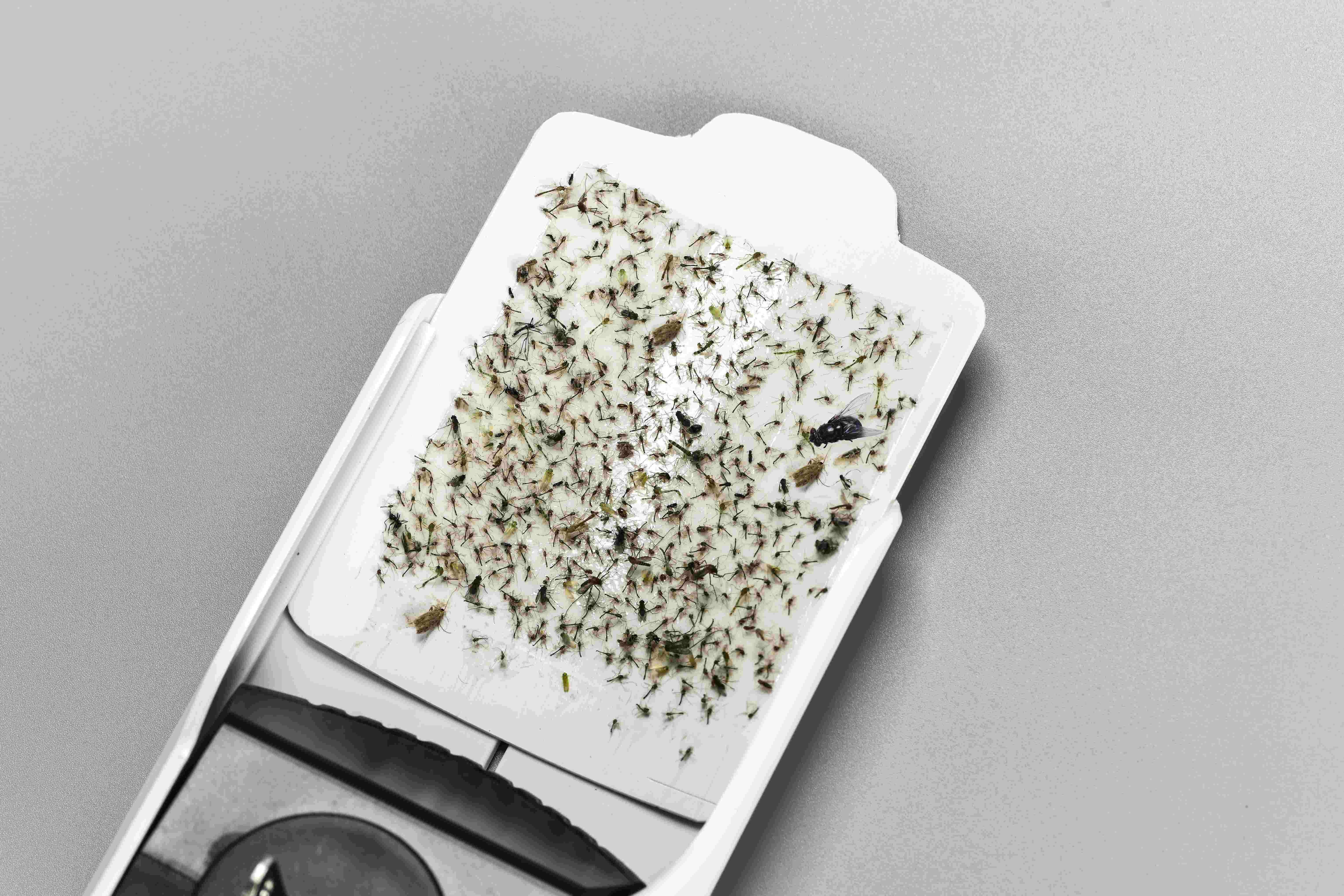 Eco-friendly and Durable ABS Material Insects Killer Sticky Glue Paper Mosquito Lamp with LED UV395x8pcs