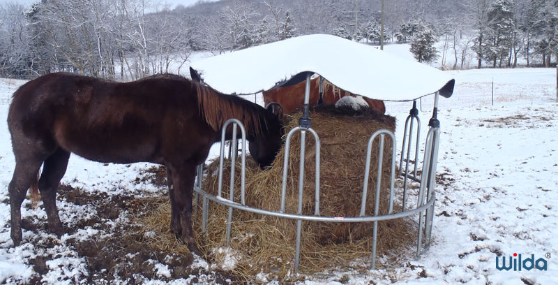 Cattle Crush Galvanized Livestock Fencing Galvanized Steel Fence