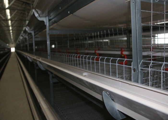 Silvery Industrial Broiler Chicken Cage For Laying Eggs Double Scraping Manure Unit