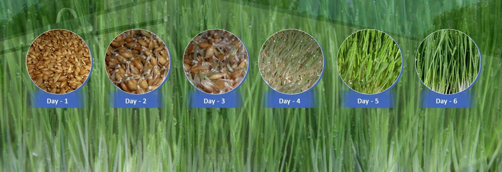 Grass Hydroponic Fodder Machine Livestock Big Farm Fodder Growing Systems