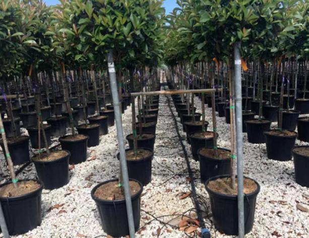 Innovative Hydroponic System for Film Greenhouse Cultivation
