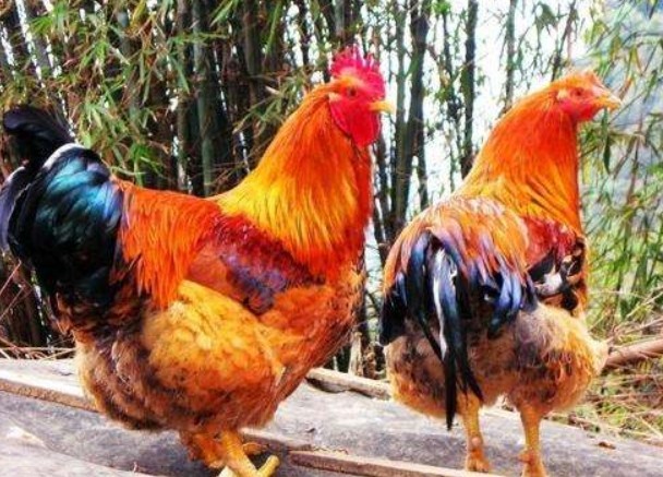 380V Chicken Scalding Machine