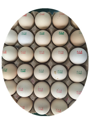 Electric High Output Egg Inkjet Marking Machine With 1 - 4 Printing Lines