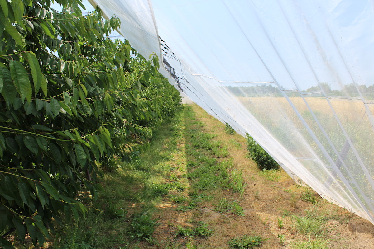 White Mosquito Net Window Screen , Mosquito Wire Mesh Eco Friendly