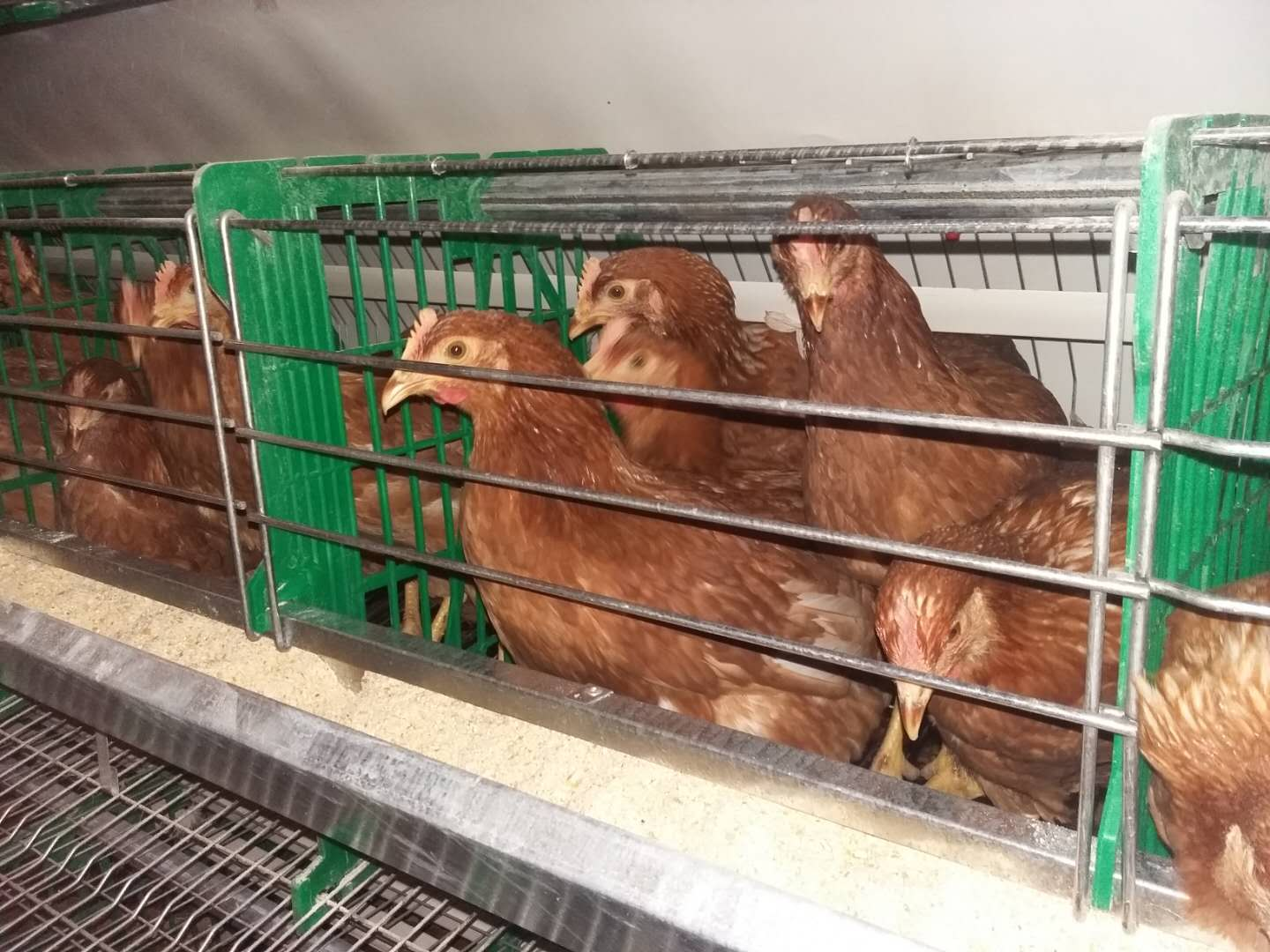 Usage of this feeder