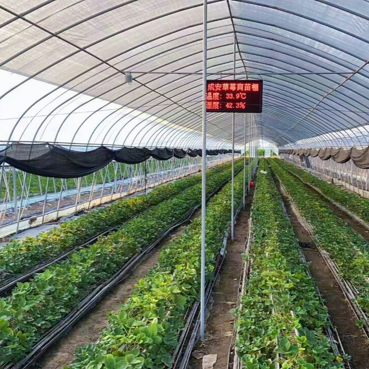Economical Single-Span Greenhouse with Hydroponics System