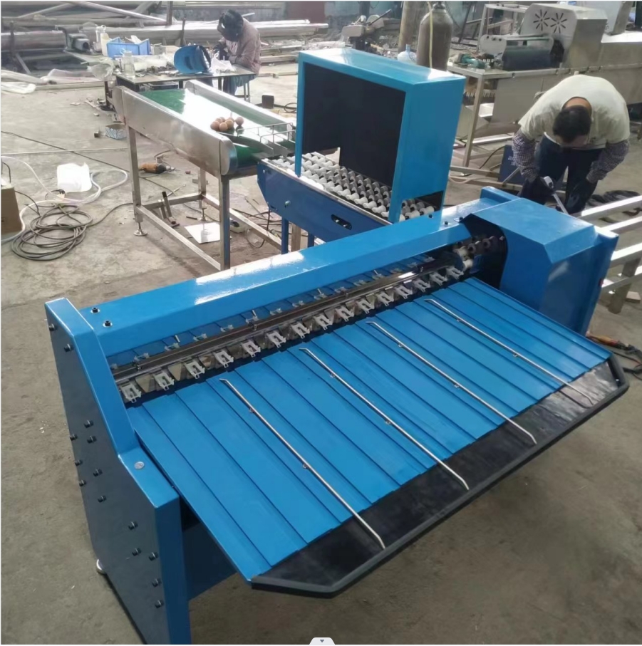 Chicken Egg Sorting Machine Egg Size Sorting Machine Basic Egg Sorting Machine