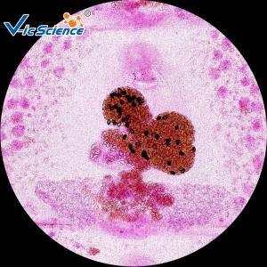 25pcs Set School Education 1.2mm Prepared Microscope Slides