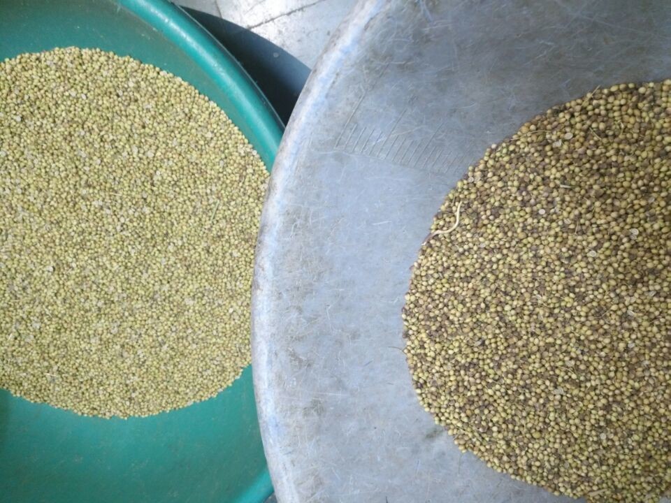 Wenyao Color Sorter Nuts Rice Grains Beans Tea Seeds Sorting Machine For Food Industry