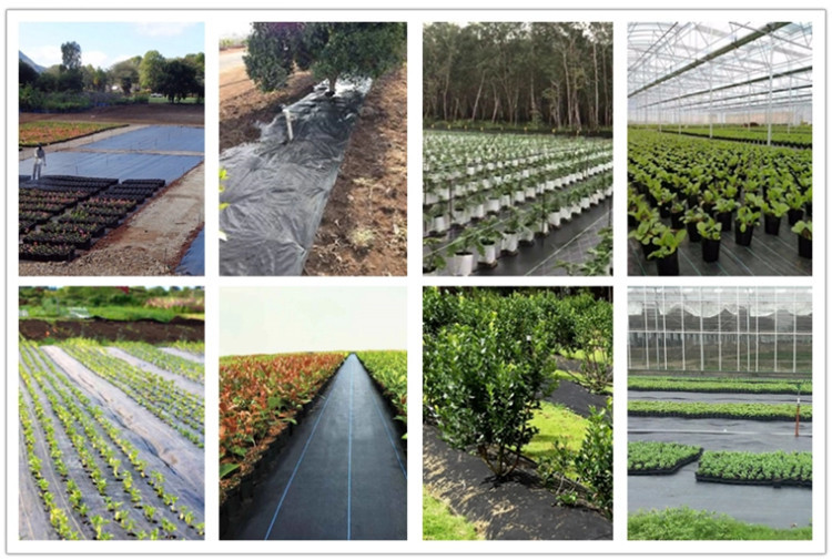 20 Year PE Woven Ground Cover /Weedmat /Weed Control Fabric with High UV