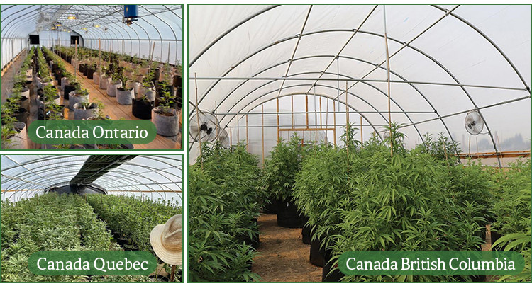 Polyethylene Film Covering Light Deprivation Greenhouse UV Resistant