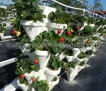 Grow Your Own Strawberries at Home with this Hydroponic Growing System Easy to Install