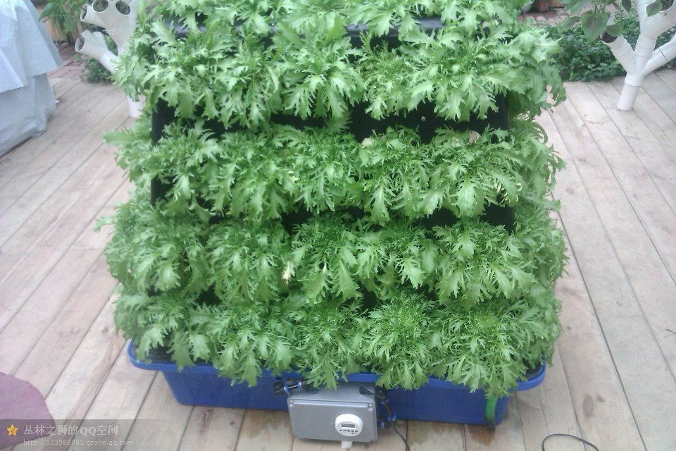 Commercial Aeroponics Hydroponic System For Greenhouse Vegetables Growing