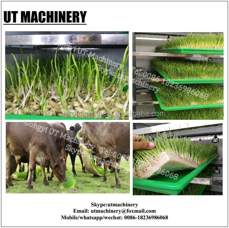 Energy Saving 650 KG Automatic Hydroponics Fodder Machine for Popular in Oman Market