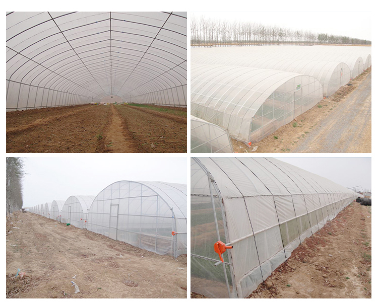 Tunnel Greenhouse for Strawberries and Tomatoes Planting Fast Delivery within 30 Days