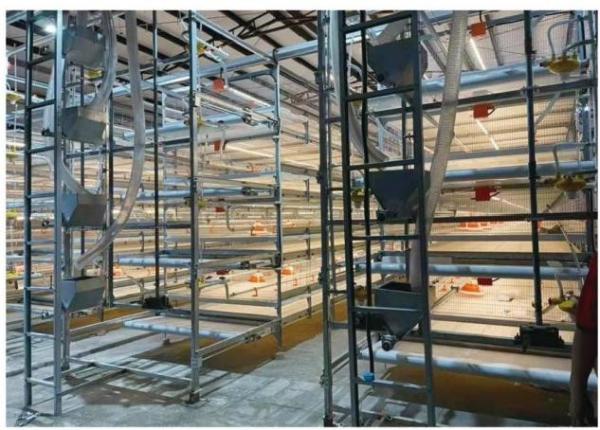 Quality Automatic Harvesting Broiler Cage Steel Poultry Houses for sale