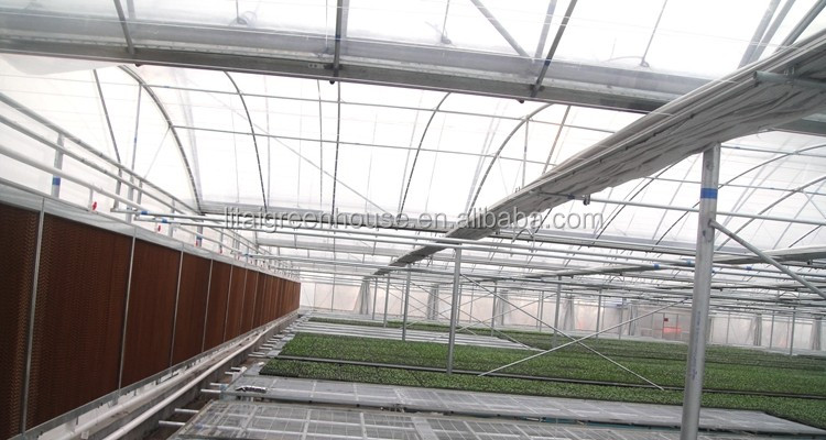 Transparent Agricultural Greenhouse for Mushroom Farming Length 30-100m or Customized