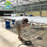 Commercial Single Span Venlo Type PC Sheet Greenhouse Impact Resistant