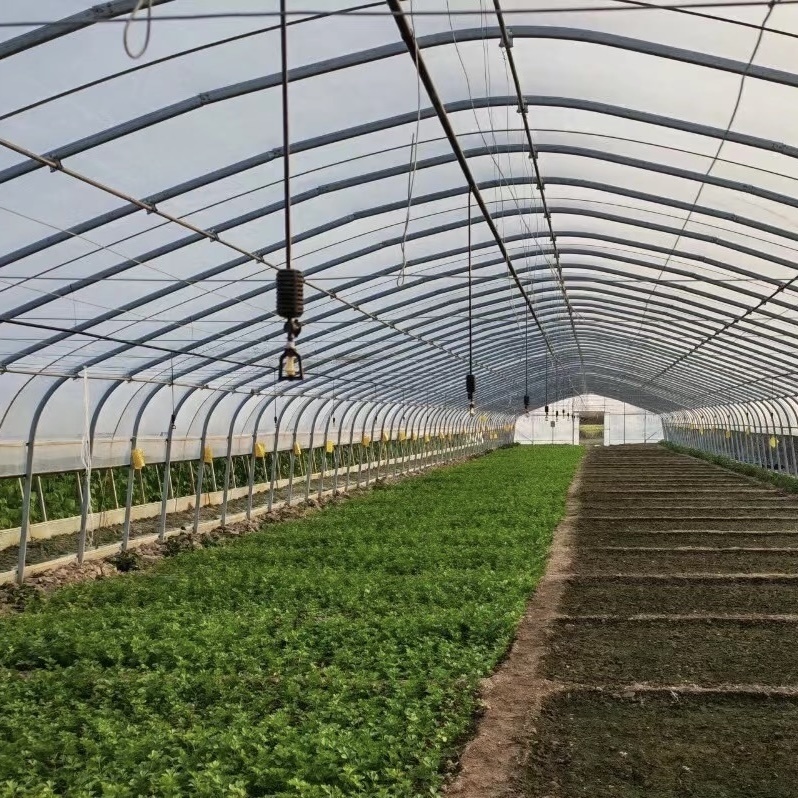 Economical Tunnel Greenhouse Cocopeat Growing System