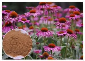 China Echinacea Pururea Herbal Plant Extract Powder From Whole Herb Anti Virus on sale