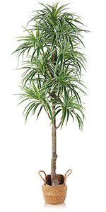 Artificial Dracaena Trees 