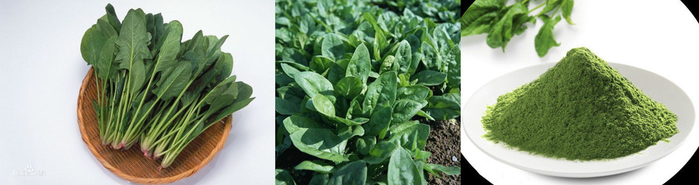 Low price GMP factory supply herb organic Malabar spinach extract