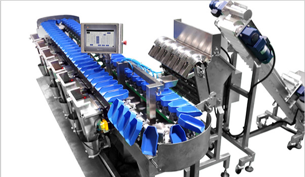 Automatic Sweep Arm Weight Sorting Machine Chicken Duck Fish Food Weight Sorter Grader