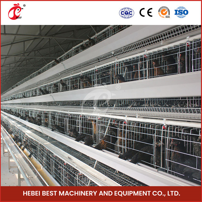 Field Installation Poultry Layer Cage 90/96/120/128/160/200 Capacity Nipple Drinker Star