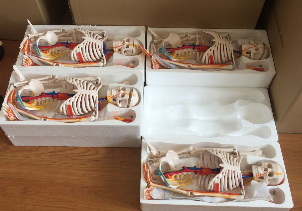 85cm Anatomy Human Skeleton Model Attach Heart Vascular Nerve Skeleton Model