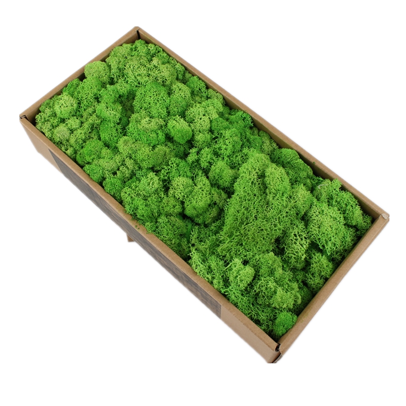 Eco Friendly Preserved Natural Moss Custom Color For House Wall Decoration