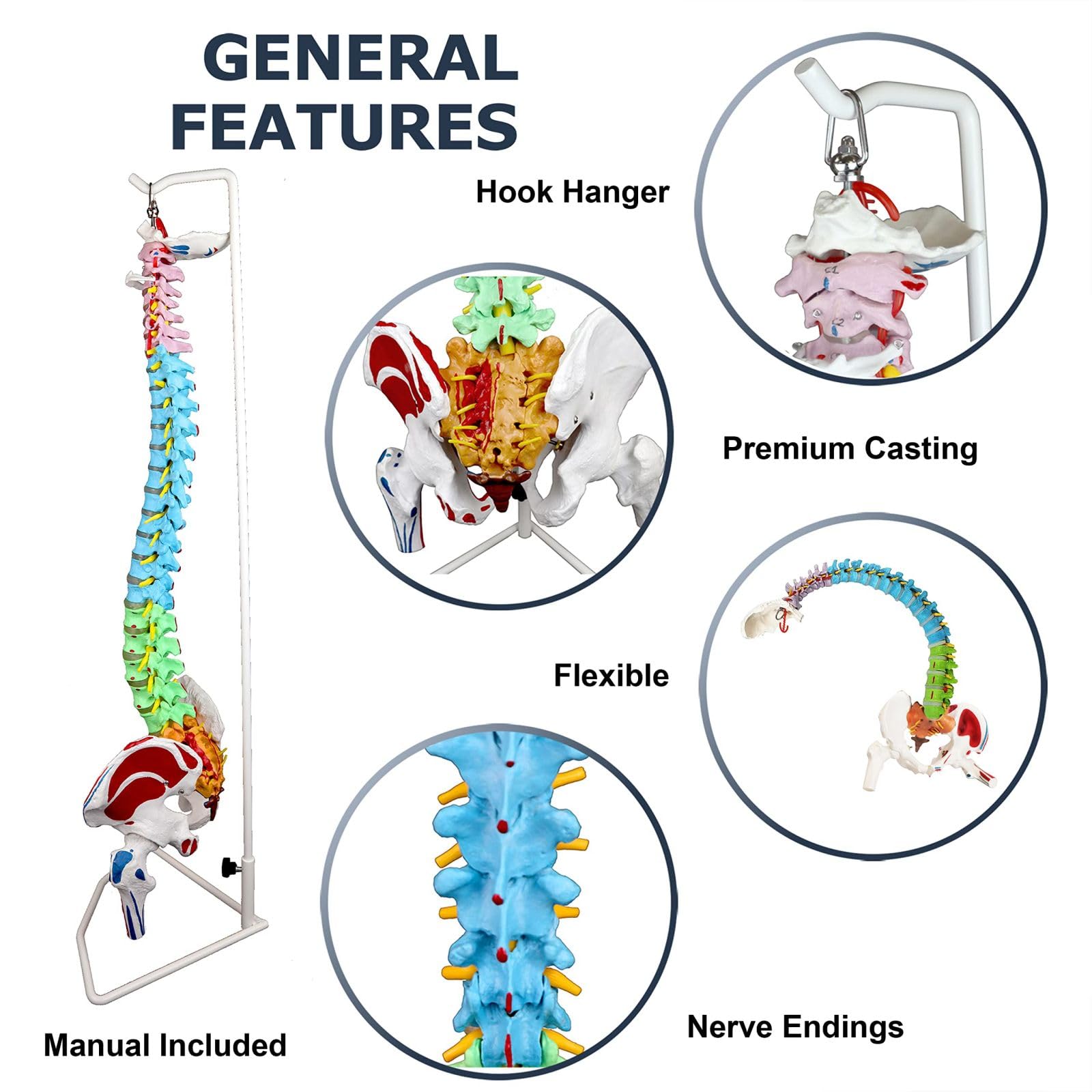 Vertebrae Nerves Arteries Pelvic Bone And Femur Anatomical Skeleton Full Size With Stand