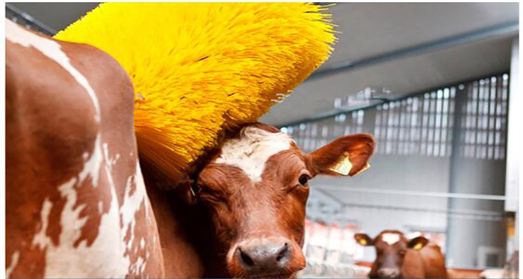 Poultry Breeding Equipment Cow Massage Brush Rotating Cow Shaving Brush