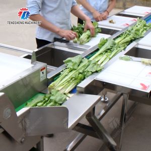 Fruit and vegetable selection washing and drying production line Fruit Vegetable