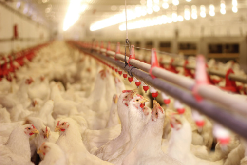 609-386-0 EINECS No. MCP Calcium Hydrogen Phosphate A Must-Have for Aquaculture Animals