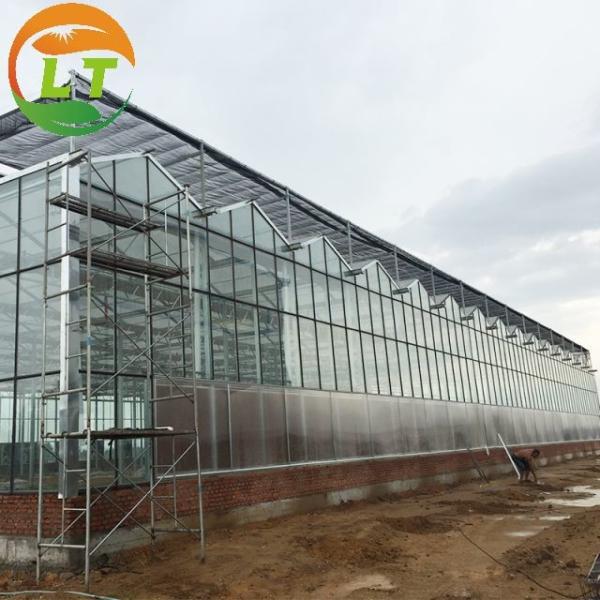 3m Height Large Glass Greenhouse for Tomato Planting in Skeleton Design