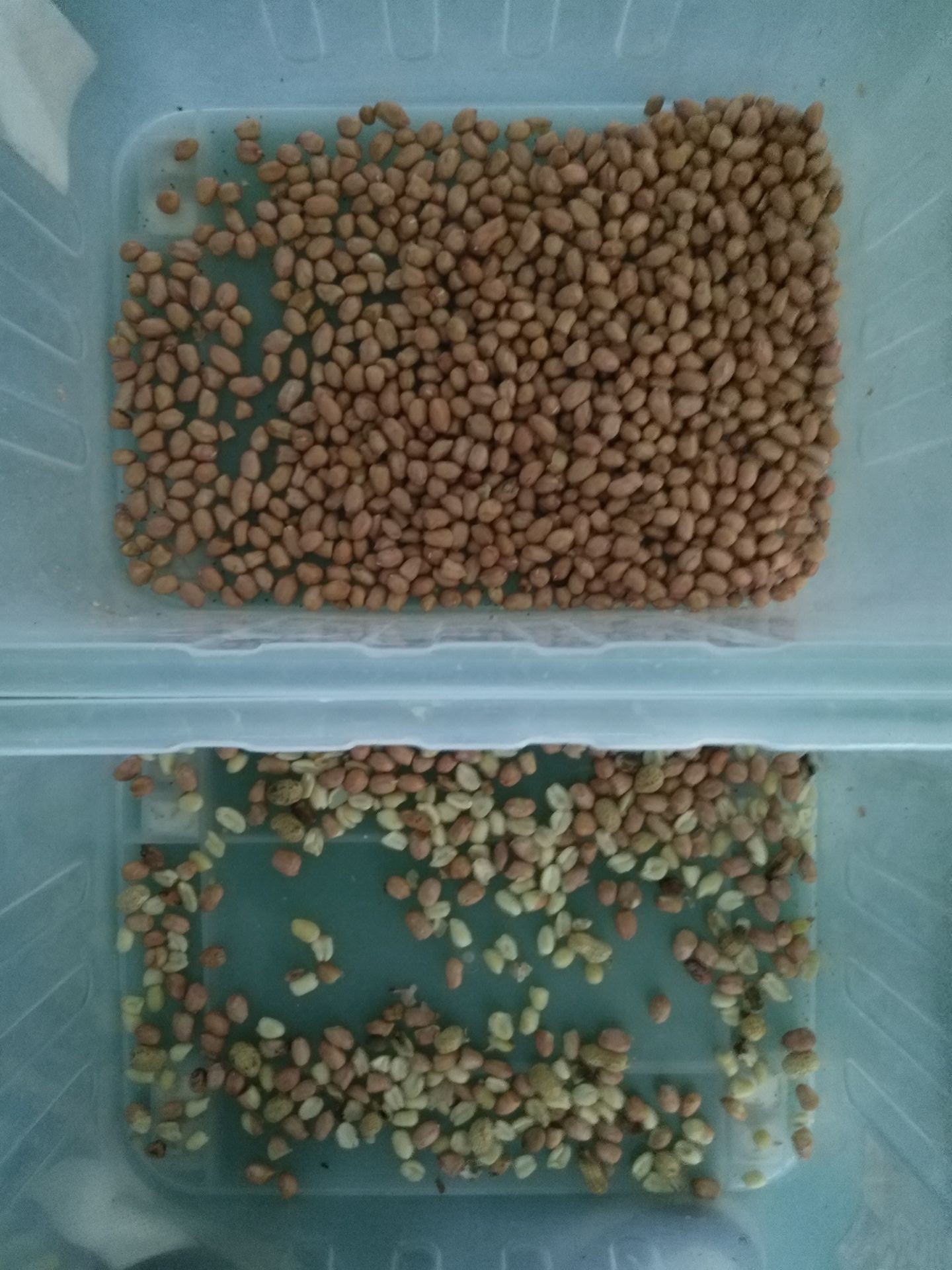 CCD Camera Sunflower Kernel 2t/H Color Sorter Machine 256 Channels