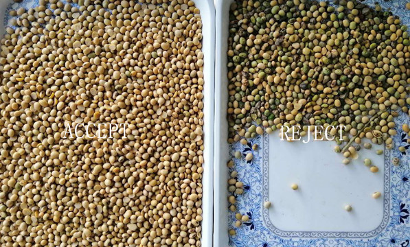 Legume Broad Bean Sorting Machine With Toshiba CCD Camera